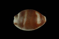 藏品(肥熊寶螺)的圖片